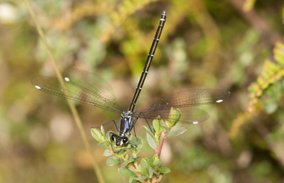 Austroargiolestes alpinus